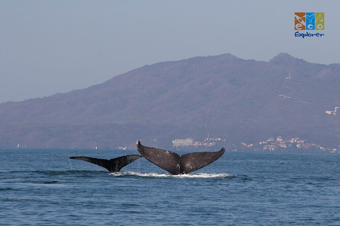 Private Whale watching Puerto Vallarta - How the hydrophone turns spotting into listening