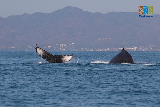 Private Whale watching Puerto Vallarta - Meet the crew: Carlos, Emilio, and Hector’s whale know-how