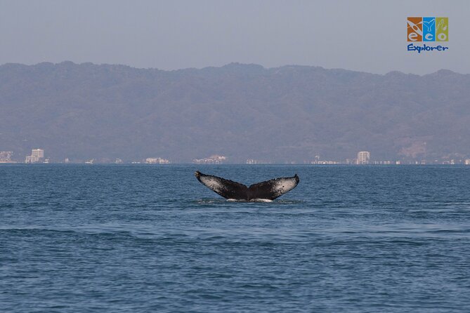 Private Whale watching Puerto Vallarta - What you might see: whales plus the rest of Banderas Bay