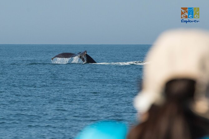 Private Whale watching Puerto Vallarta - Staying comfortable on the water: what’s included