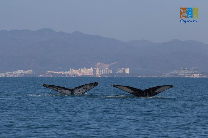 Private Whale watching Puerto Vallarta - The 11:30 am timing and how the boat portion works