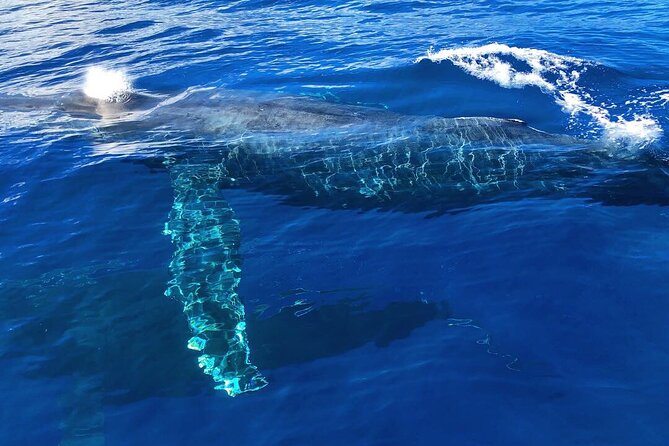 Private Whale Watching Safari from North Shore Oahu - North Shore Oahu: where whales and coastline fit together
