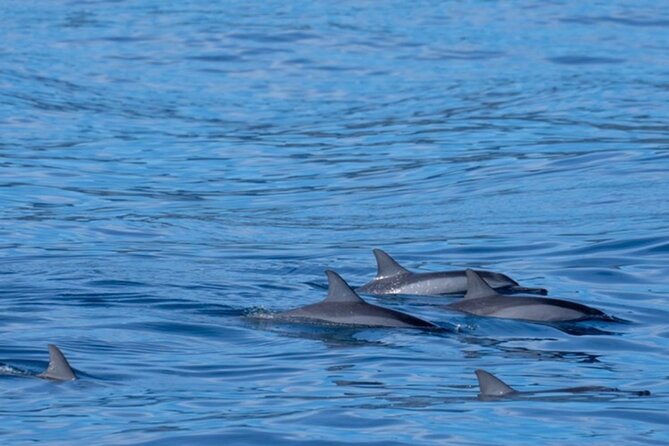 Private Whale Watching Safari from North Shore Oahu - Whale watching with careful approach: what you may actually see