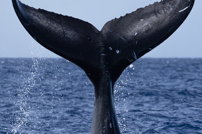 Private Whale Watching Safari from North Shore Oahu - Price and value: $600 per group up to 6, not per person