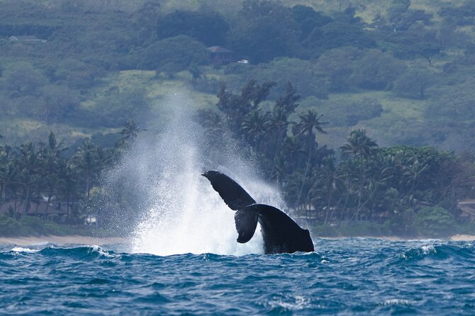Private Whale Watching Safari from North Shore Oahu - Who should book this private whale safari?