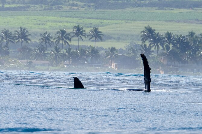 Private Whale Watching Safari from North Shore Oahu - Banzai Pipeline stop: the famous reef break you can picture from the boat