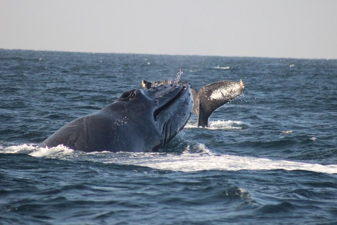 Private Whale Watching Tour in Puerto Vallarta - Key things I’d focus on