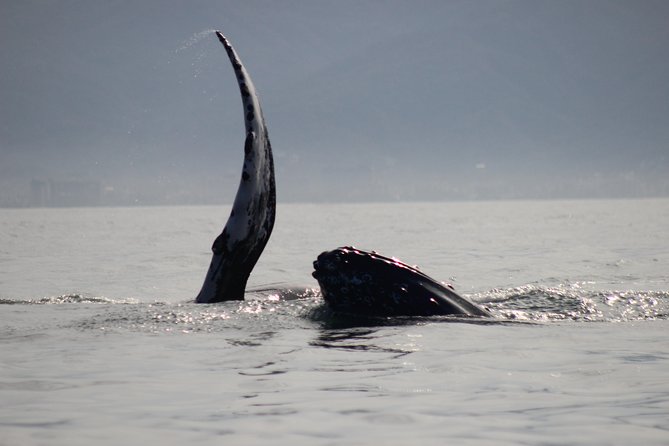 Private Whale Watching Tour in Puerto Vallarta - Winter Humpbacks in Banderas Bay: Why This Season Matters