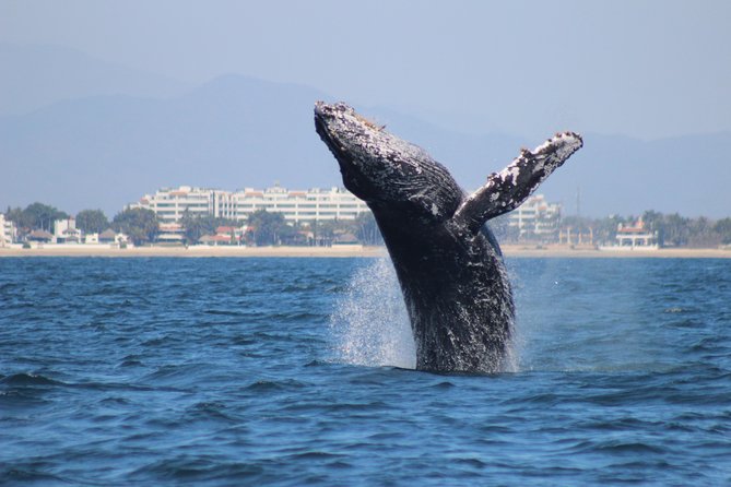 Private Whale Watching Tour in Puerto Vallarta - The Boat Setup: Fast Search, Comfort, and Real On-Water Learning