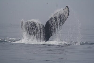 Private Whale Watching Tour in Puerto Vallarta - Getting to the Marina and Starting on Time at Mr. Cream