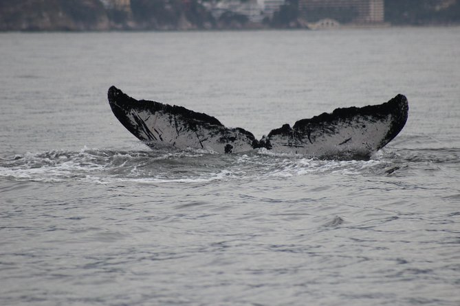 Private Whale Watching Tour in Puerto Vallarta - Close Whale Watching With a Responsible Time Limit