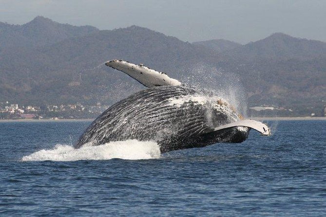 Private Whale Watching Tour in Puerto Vallarta - Lunch on the Water: Deli-Style Break With 360° Views