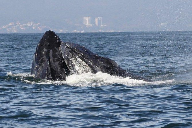 Private Whale Watching Tour in Puerto Vallarta - Marine Life Beyond Whales: Dolphins, Pods, and the Bay’s Cast