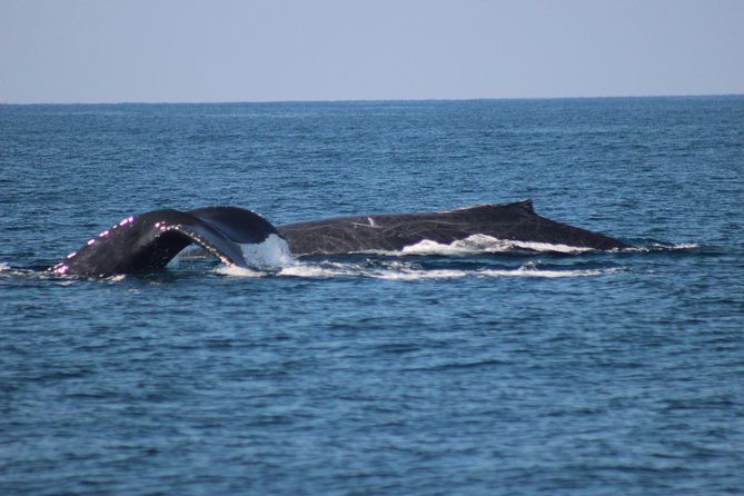Private Whale Watching Tour in Puerto Vallarta - Guides and Language: English Options and Real Maritime Experts