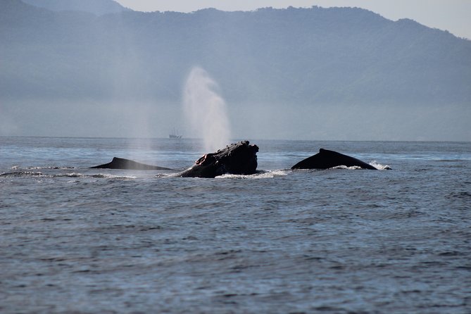 Private Whale Watching Tour in Puerto Vallarta - Price and Value: What You Pay for a Private Group Up to 8