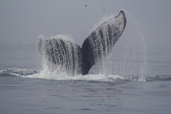 Private Whale Watching Tour in Puerto Vallarta - Getting to the Marina and Starting on Time at Mr. Cream
