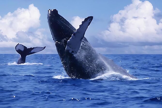 Punta Cana Whale Watching and Bacardi Island Day Trip - Key things I’d circle before you book