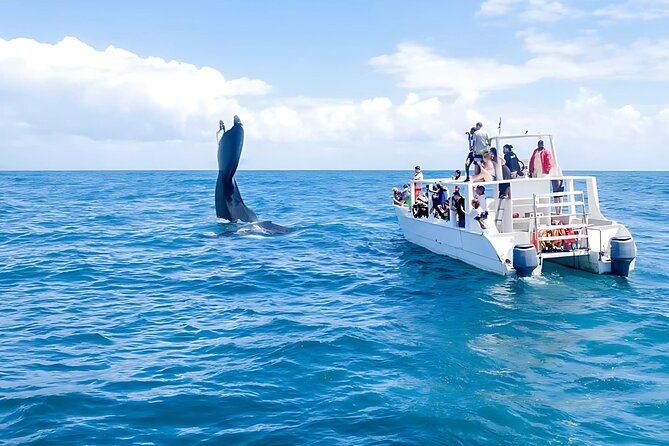 Punta Cana Whale Watching and Bacardi Island Day Trip - Why Samaná Bay humpbacks are the real reason to go