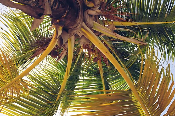 Punta Cana Whale Watching and Bacardi Island Day Trip - Price and what you’re really paying for ($180 worth it?)