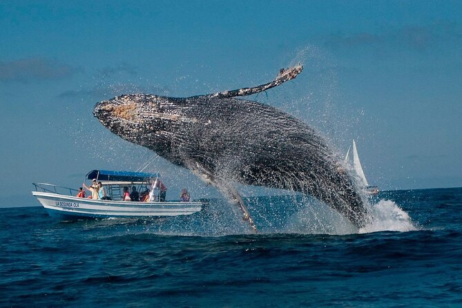 Punta Cana Whale Watching and Bacardi Island Day Trip - The boat at the Whale Sanctuary: 2.5 hours to watch behavior, not just sightings