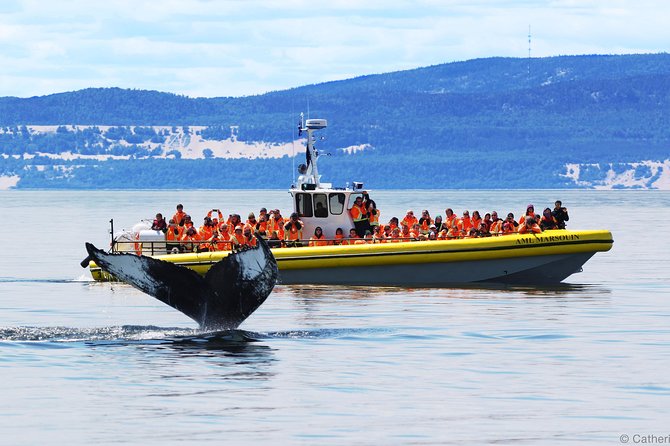 Québec City: Whale Watching Tour with Bus Transportation - Quick take: what makes this whale trip worth your time