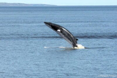 Québec City: Whale Watching Tour with Bus Transportation - The timing that shapes your whale watching chances
