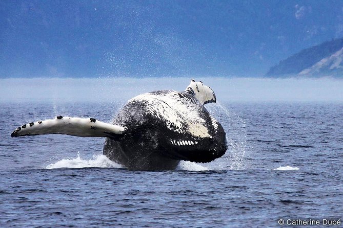 Québec City: Whale Watching Tour with Bus Transportation - Money and value: what you get for $191.39