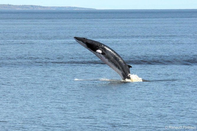 Québec City: Whale Watching Tour with Bus Transportation - The timing that shapes your whale watching chances