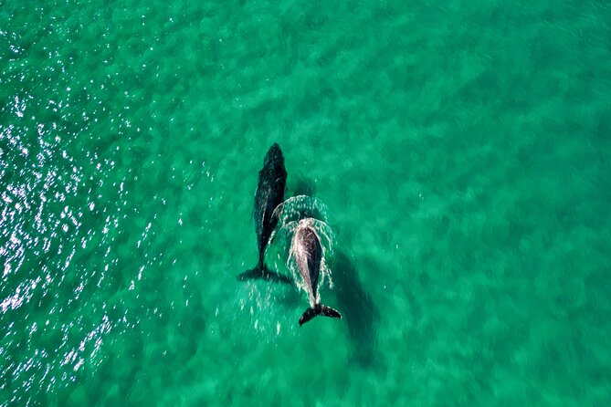 Rainbow Beach: Whale Watching Ocean Kayak Tour & Beach 4X4 - Gear up: wetshirt, wet suit, and specialised softboards