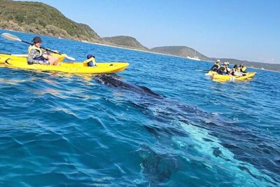 Rainbow Beach: Whale Watching Ocean Kayak Tour & Beach 4X4 - Meeting point and getting on the water without stress