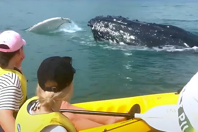 Rainbow Beach: Whale Watching Ocean Kayak Tour & Beach 4X4 - Kayaking for humpback whales: how you actually spot them