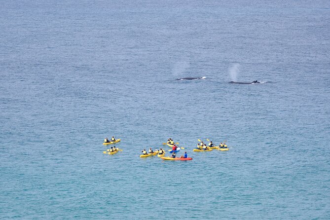 Rainbow Beach: Whale Watching Ocean Kayak Tour & Beach 4X4 - Marine life beyond whales in the protected waters