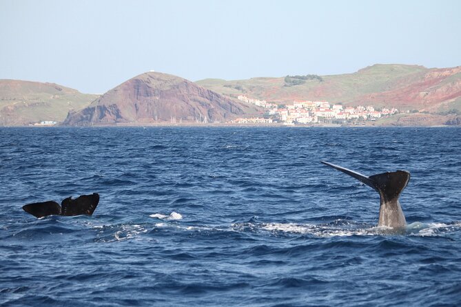 Responsible Whales and/or Dolphins Watching Tour - Key Points Before You Go
