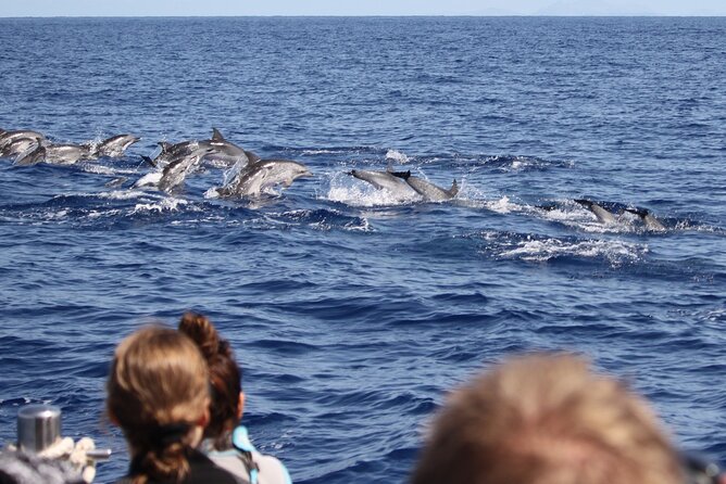 Responsible Whales and/or Dolphins Watching Tour - Getting to Marina do Funchal Gate 4 (and finding it fast)