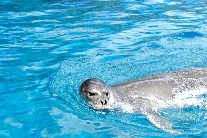 Responsible Whales and/or Dolphins Watching Tour - Views of Madeira from a speedboat: more than just the sightings