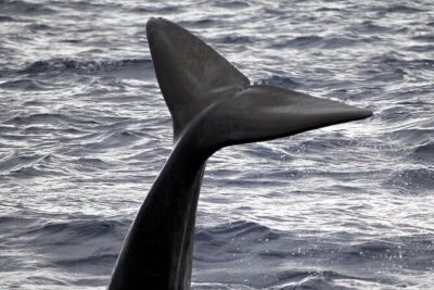 Responsible Whales and/or Dolphins Watching Tour - The 2-hour plan: what the timing feels like on the water