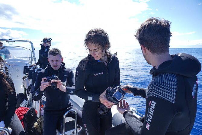 Responsible Whales and/or Dolphins Watching Tour - Your guide matters: marine biologists and captains with real spotting skills