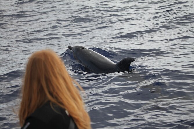 Responsible Whales and/or Dolphins Watching Tour - Responsible encounters: conservation-minded, not just close-up chasing