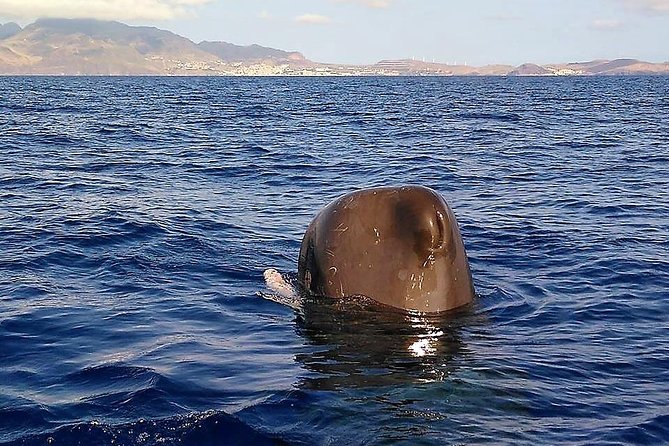 Responsible Whales and/or Dolphins Watching Tour - Comfort on a RIB-style high-speed boat: how to choose your seat