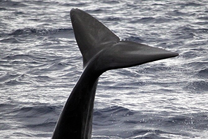 Responsible Whales and/or Dolphins Watching Tour - The 2-hour plan: what the timing feels like on the water
