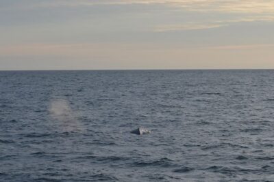 Reykjavik: Midnight Sun Whale Watching Tour - Getting ready on board: overalls, wifi, and comfort you can feel