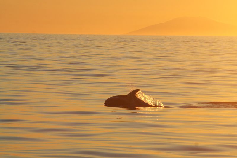Reykjavik: Midnight Sun Whale Watching Tour - The midnight sun sailing, sunset feel, and live troubadour on the way back