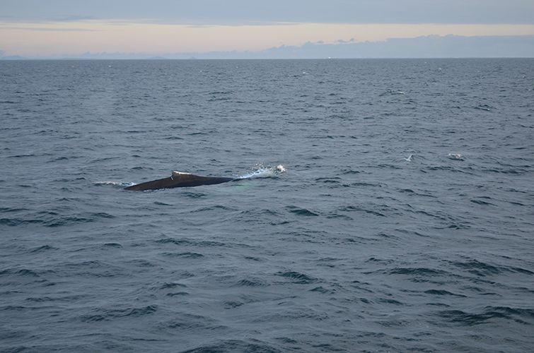 Reykjavik: Midnight Sun Whale Watching Tour - Price and value: is $111 really “worth it” in Reykjavík?