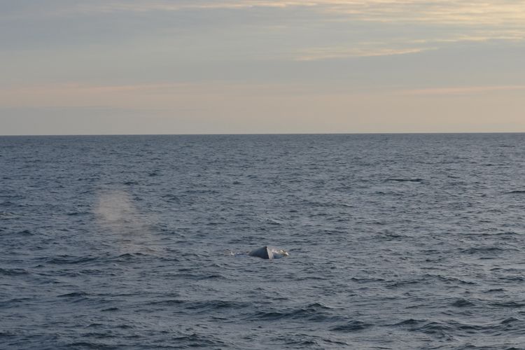 Reykjavik: Midnight Sun Whale Watching Tour - Getting ready on board: overalls, wifi, and comfort you can feel