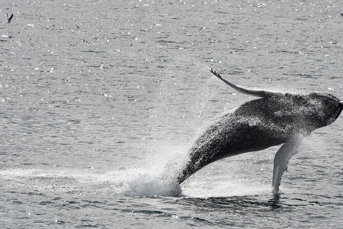 Reykjavik Whale Watching and Lava Show - Key things I’d note before you go