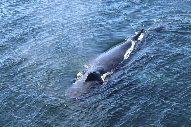 Reykjavik Whale Watching and Lava Show - Reykjavik harbor to Kollafjörður: the cruise portion, explained
