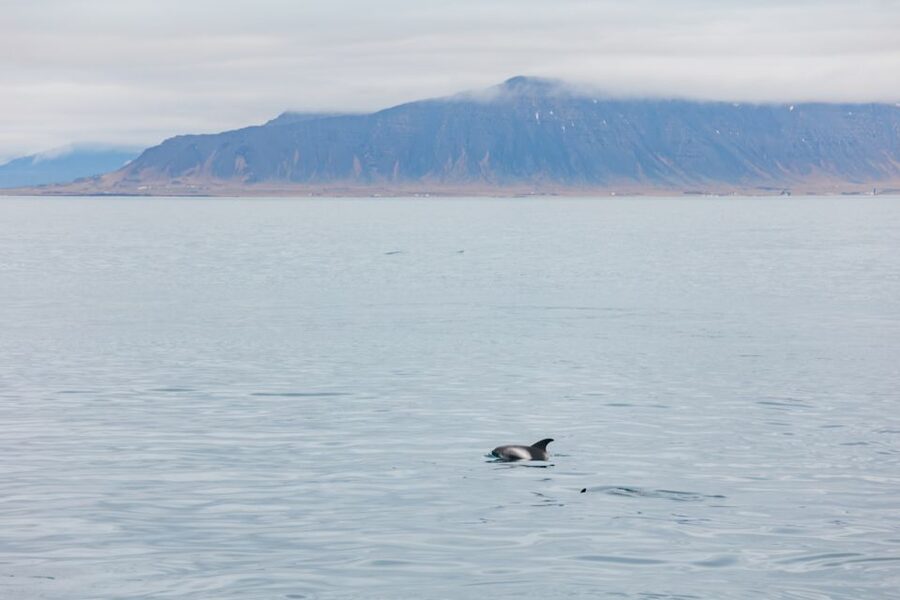 Reykjavík: Whale Watching Cruise on the Amelia Rose Yacht - Amelia Rose Yacht: What Makes This Cruise Work So Well