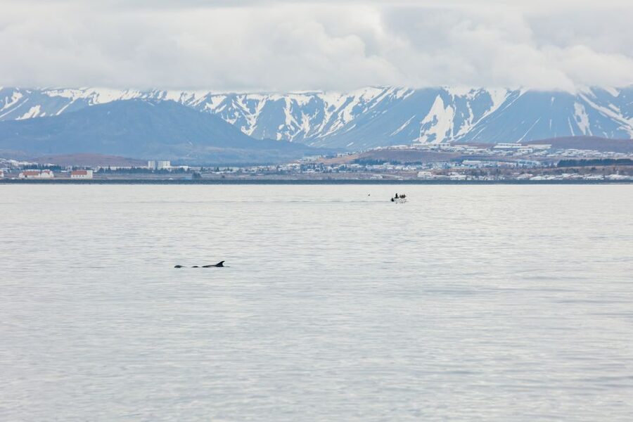 Reykjavík: Whale Watching Cruise on the Amelia Rose Yacht - What Wildlife You Might See Off Reykjavík (Minke, Humpback, Dolphins, and More)