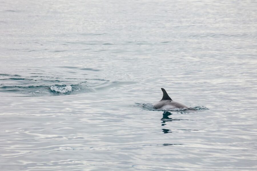Reykjavík: Whale Watching Cruise on the Amelia Rose Yacht - When You Find Whales: Why the Crew’s Search Style Matters
