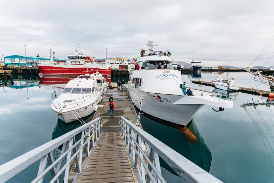 Reykjavík: Whale Watching Cruise on the Amelia Rose Yacht - Onboard Comfort That Makes a Difference: WiFi, Blankets, and a Cozy Bar